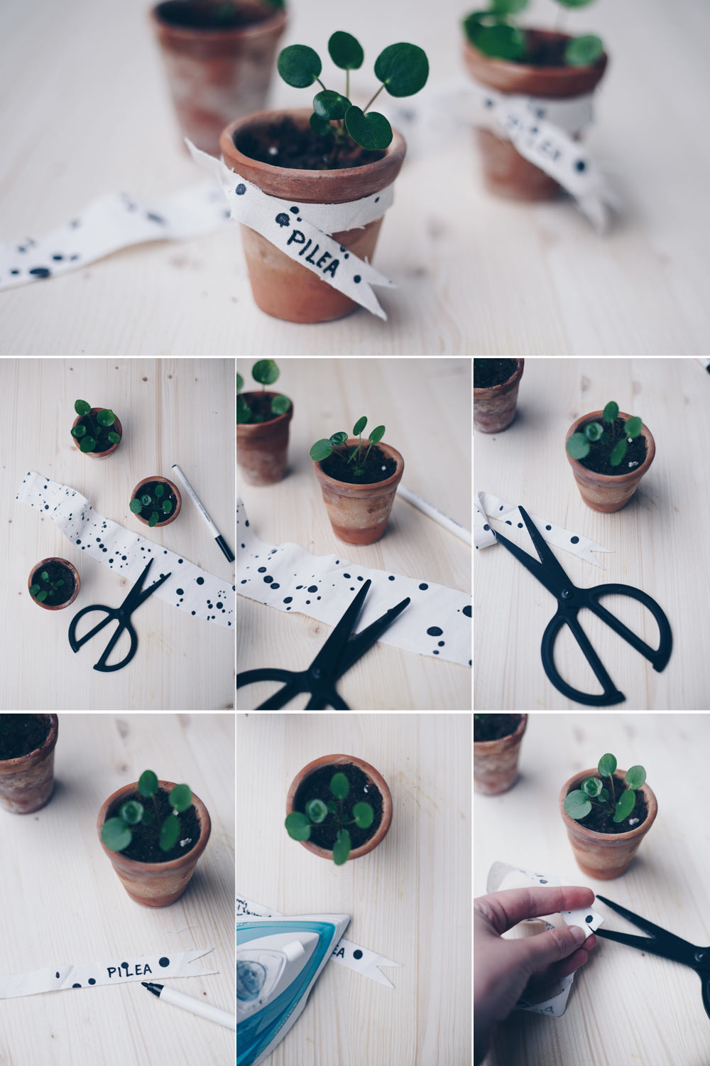 DIY Geschenk - Pilea Ableger machen und Pilea verschenken mit Stofflabel